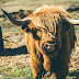 10 interesting facts about Highland cows